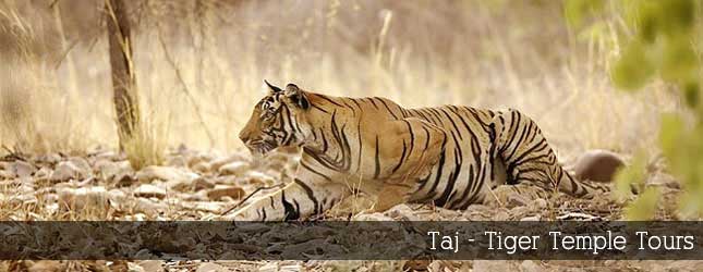 Taj - Tiger Temple Tours